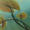 Aquarium Background (Lilies) - virtual item (questing)