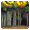 Moga Ancient Forests - virtual item (Wanted)