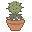 gift of cactus - virtual item (Wanted)